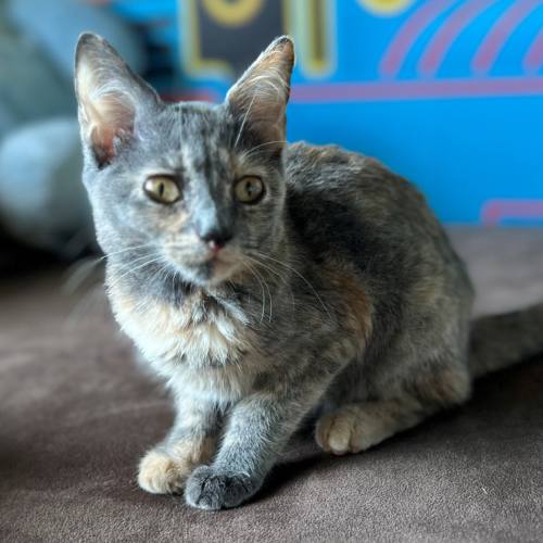 Pet Image