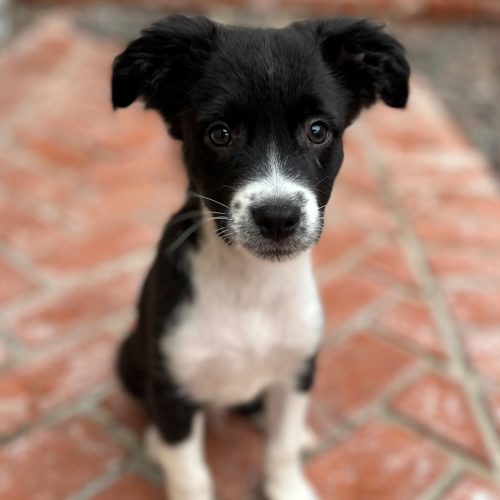 Pet Image