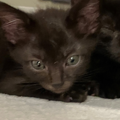 Pet Image