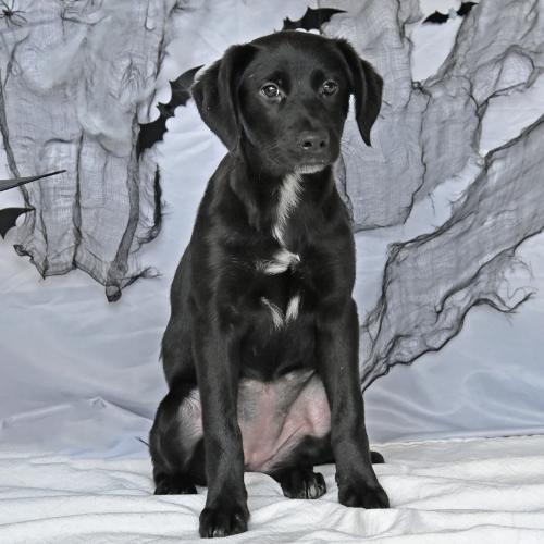Pet Image