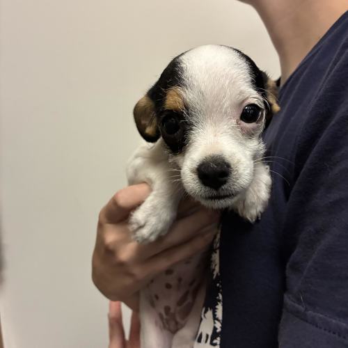 Pet Image