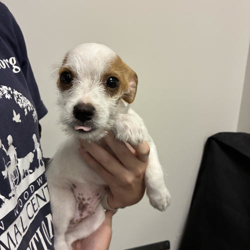 Pet Image