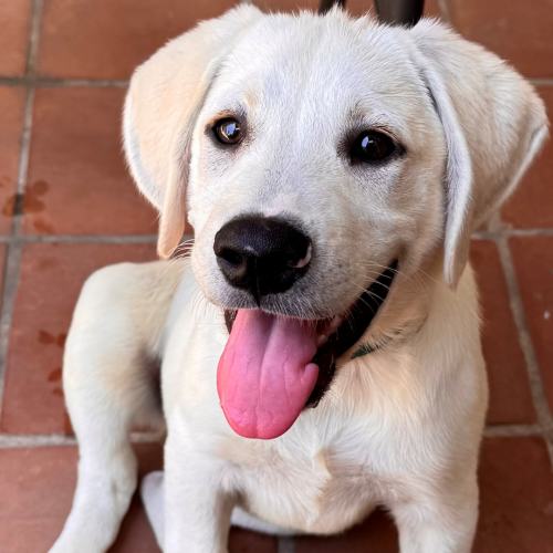 Pet Image