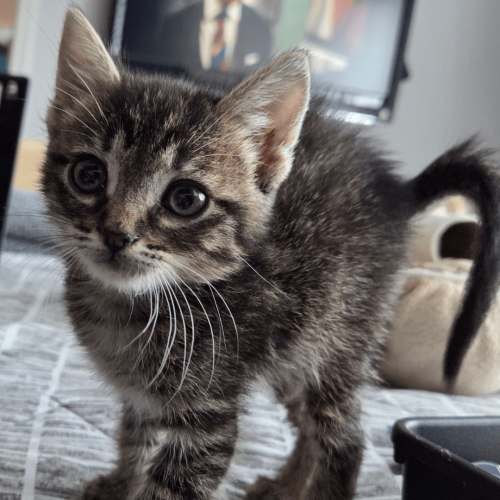 Pet Image