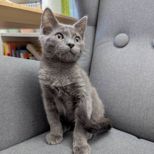Pet Image