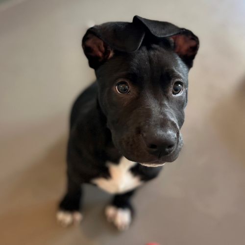 Pet Image