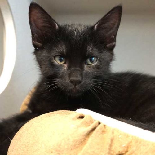 Cat & Kittens for Adoption in San Diego | Helen Woodward Animal Center