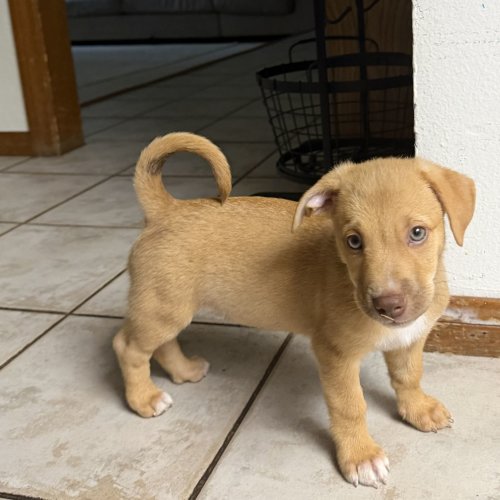 Pet Image