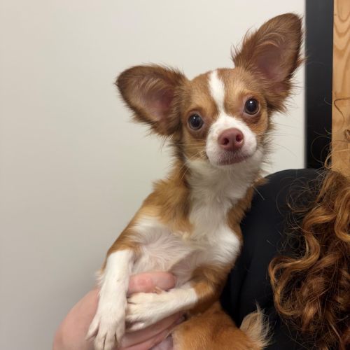 Pet Image