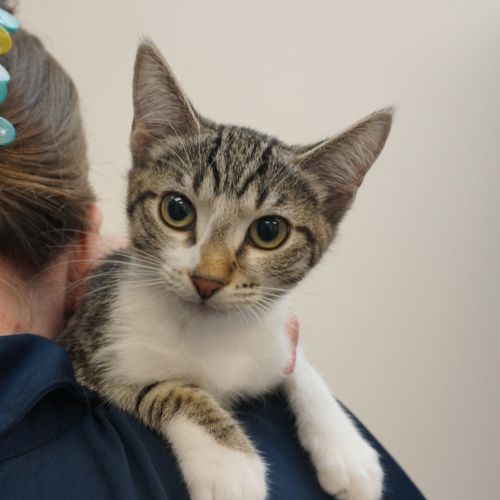 Pet Image