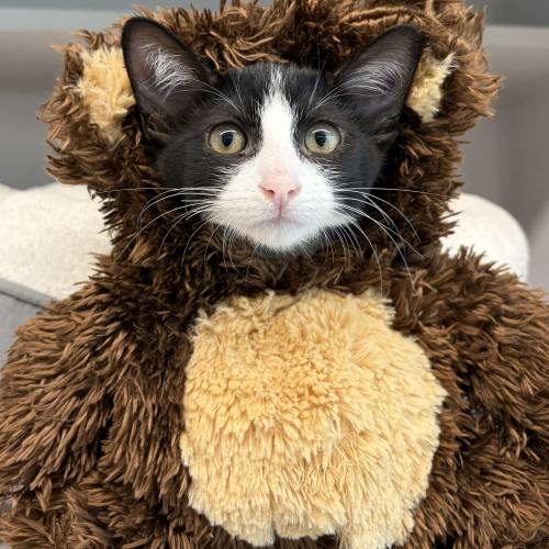 Pet Image