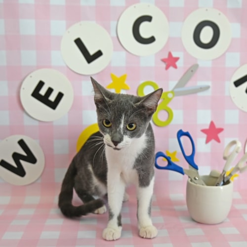 Pet Image