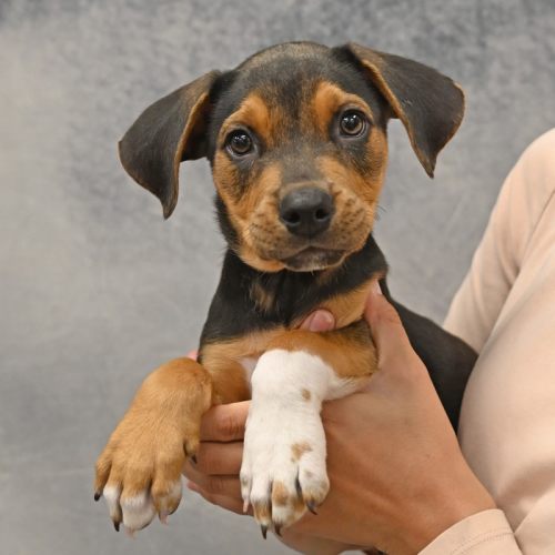 Pet Image