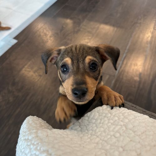 Pet Image