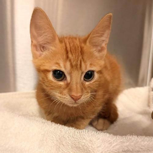 Pet Image