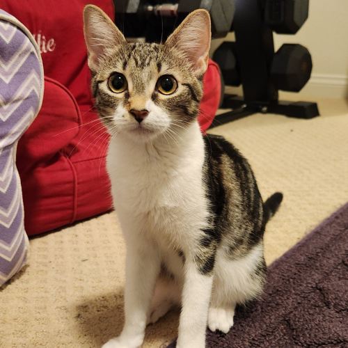 Pet Image