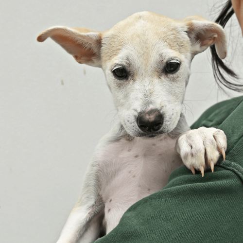 San Diego Dog & Puppy Adoption | HWAC