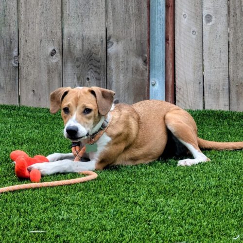 Pet Image