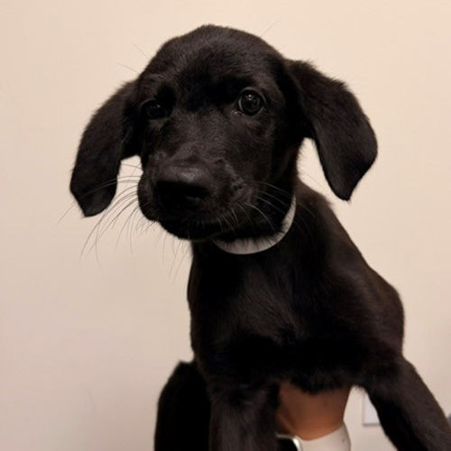 Pet Image