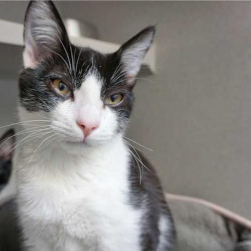 San Diego Cat Adoption & Kitten Rescue Shelter | HWAC