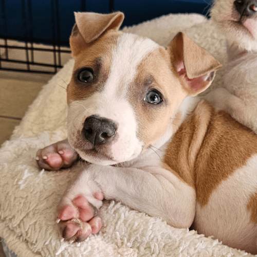 Pet Image