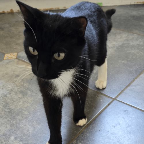 Pet Image