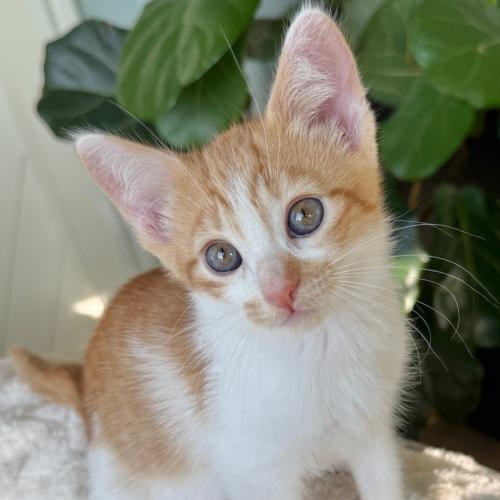 Pet Image