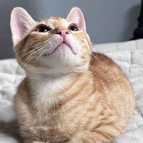 Pet Image