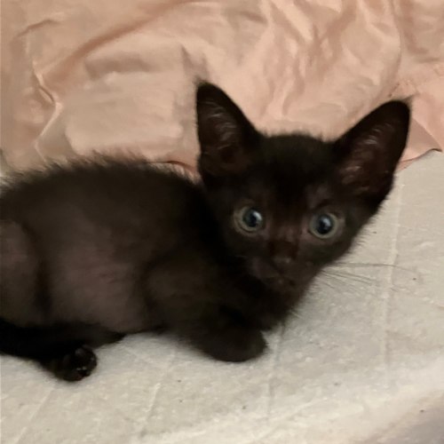 Pet Image