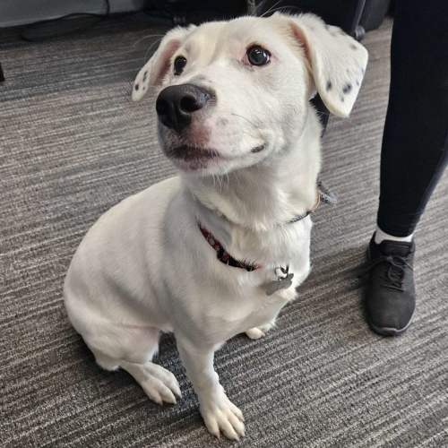 Pet Image