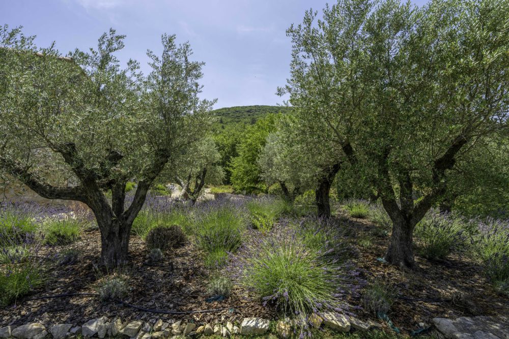 Photographs of Mas Eternel villa in Provence - Image 39 of 40