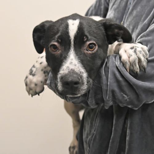 Pet Image