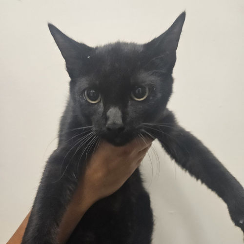 Pet Image