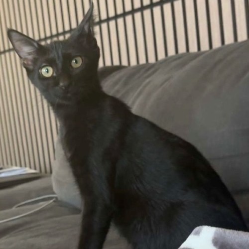 Pet Image