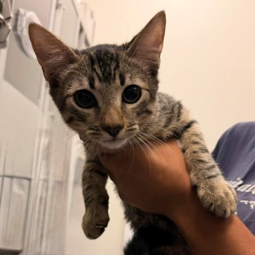 Pet Image
