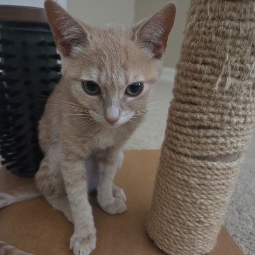 Pet Image