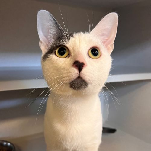 Pet Image