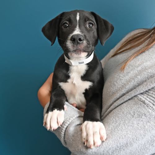 Pet Image