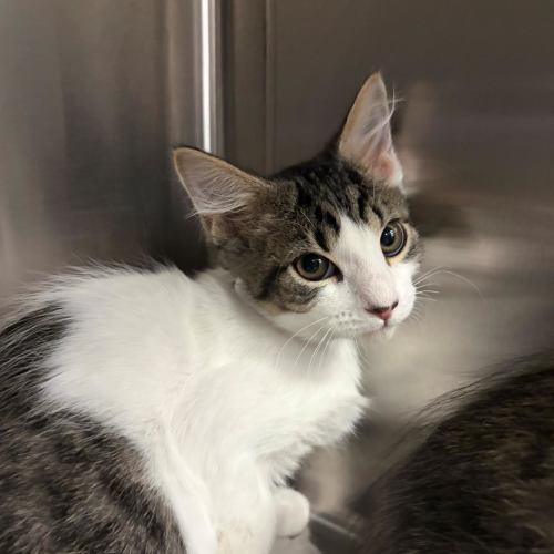 Pet Image