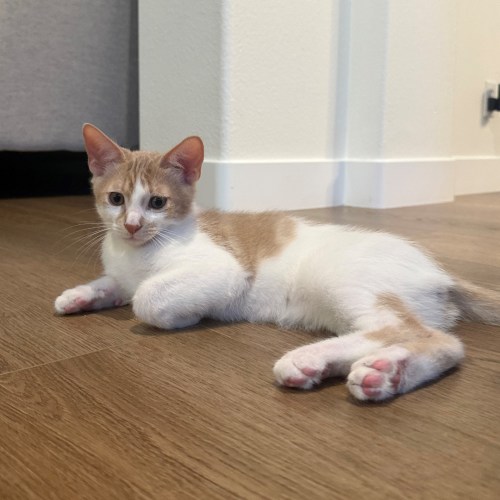 Pet Image