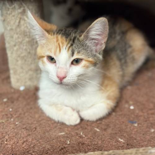 Pet Image