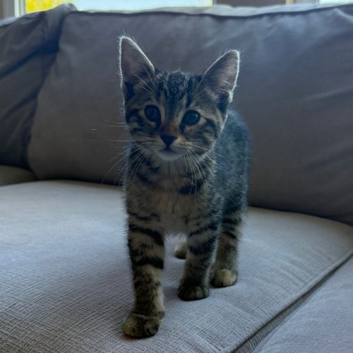 Pet Image