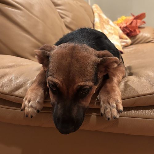 Pet Image