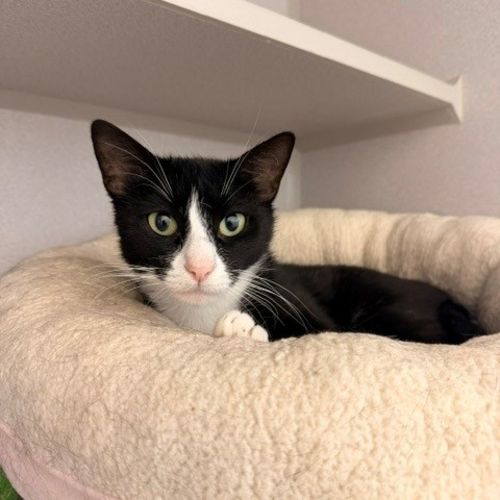 Pet Image