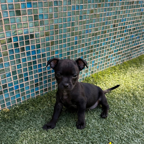 Pet Image