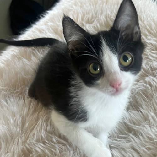 Pet Image