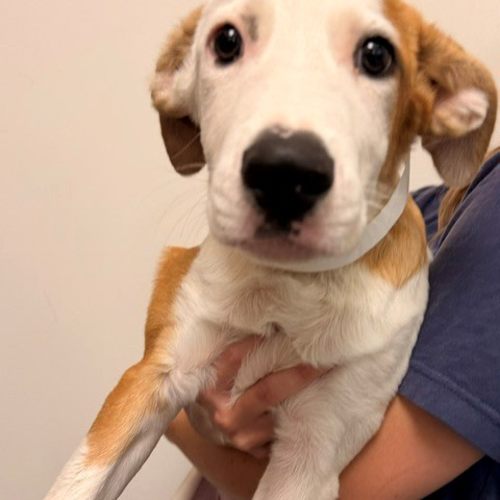Pet Image