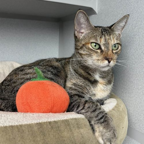 Pet Image