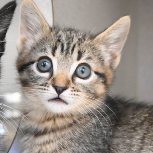 Pet Image