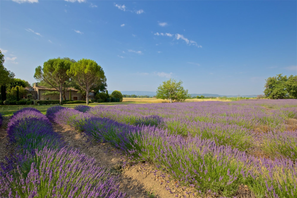 Photographs of Mas Santoline villa in Provence - Image 2 of 34